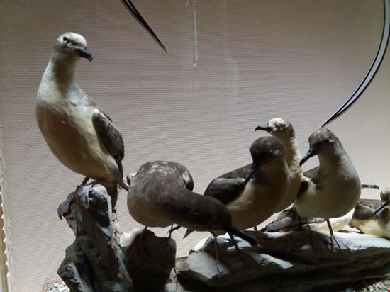 Montecarlo Principato di Monaco Museo oceanografico  